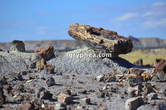 Tronc pétrifié - gryphea.com